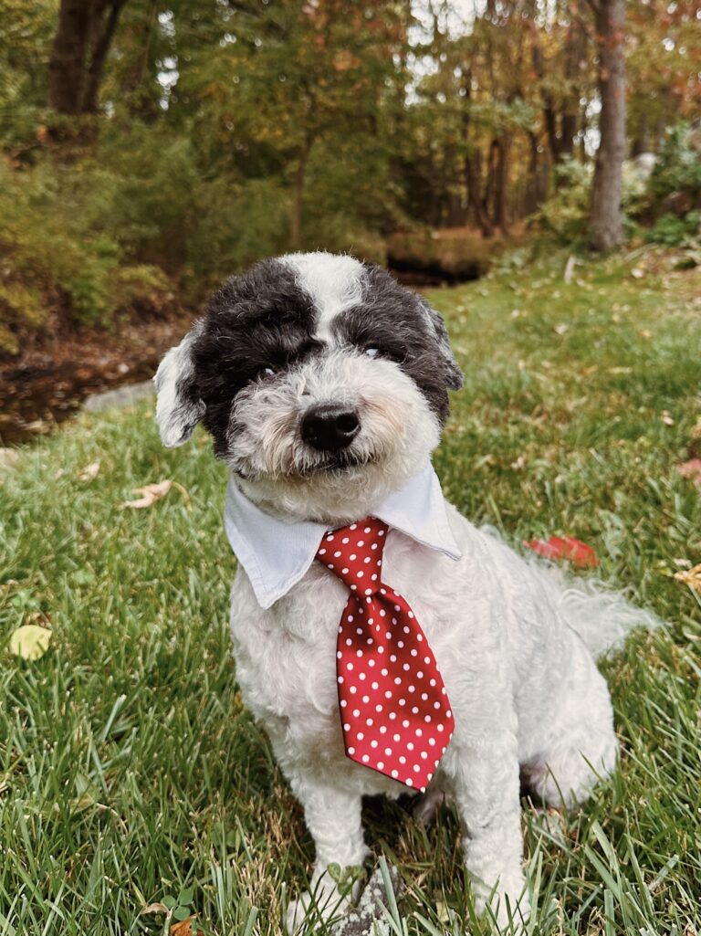 Dobby, certified service dog at J & C Holistic Counseling, wearing a red polka-dot tie and sitting in the grass