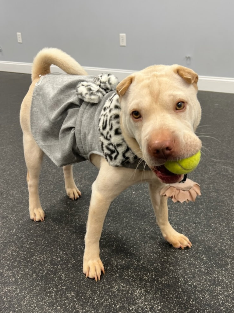 Hope, a 5-year-old Shar Pei therapy dog in training, offering emotional support and calm presence in trauma-informed therapy sessions at J&C Holistic Counseling Services in Manchester, NH